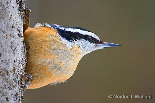 Red-breasted Nuthatch_52825.jpg - Photographed at Ottawa, Ontario - the capital of Canada.